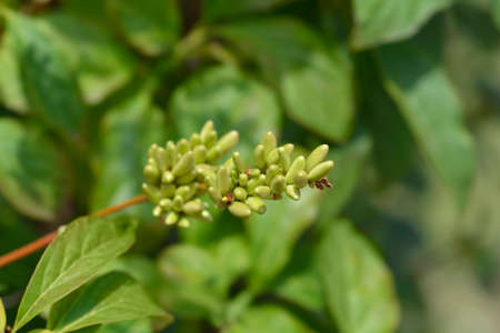 Lilac immature fruit - Latin name - Syringa vulgaris