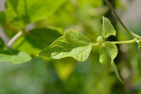 Scarlet runner bean leaves - Latin name - Phaseolus coccineusの写真素材