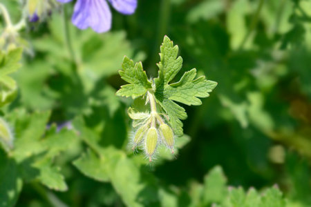 Purple cranesbill Rosemoor flower buds - Latin name - Geranium x magnificum Rosemoorの写真素材