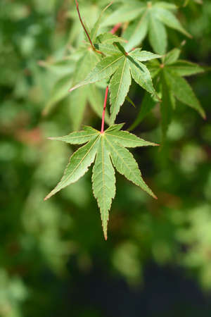 Japanese Maple leaves - Latin name - Acer palmatum