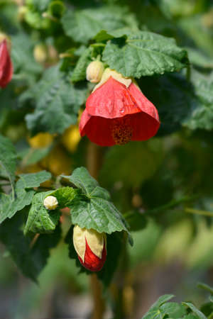 Chinese lantern red flowers - Latin name - Abutilon hybridsの写真素材