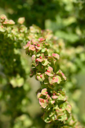 Patience dock - Latin name - Rumex patientiaの写真素材