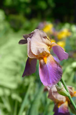 Tall bearded iris Banjo Man flower - Latin name - Iris barbata elatior Banjo Man
