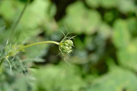 Wild carrot flower bud - Latin name - Daucus carota