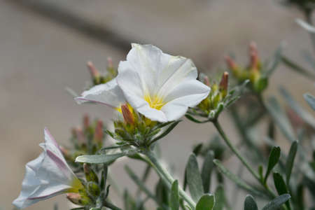 Shrubby bindweed - Latin name - Convolvulus cneorum