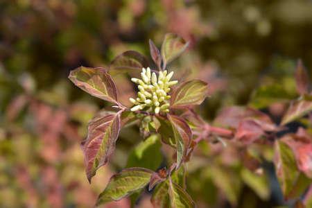 Dogwood Winter Beauty - Latin name - Cornus sanguinea Winter Beautyの写真素材