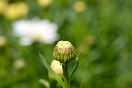 Shasta daisy Dwarf Snow Lady flower bud - Latin name - Leucanthemum x superbum Dwarf Snow Ladyの写真素材