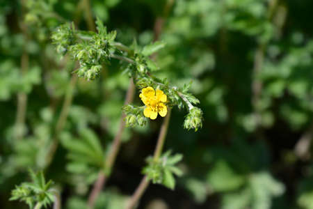 Slender cinquefoil flowers - Latin name - Potentilla gracilisの写真素材