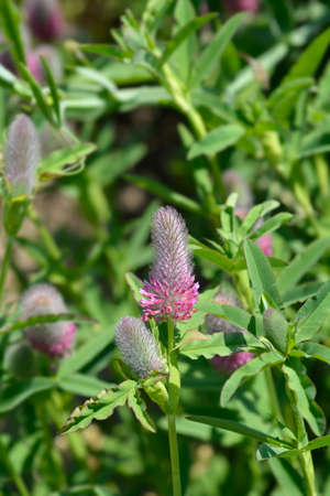 Red trefoil flower - Latin name - Trifolium rubens
