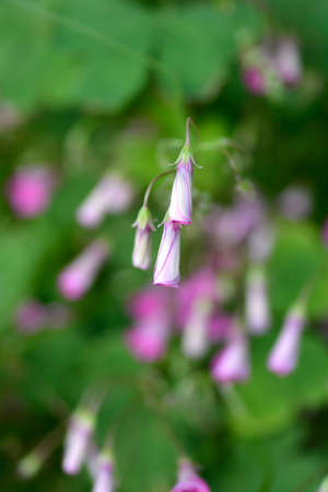 Pink wood sorrel - Latin name - Oxalis articulataの写真素材