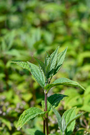 Deutzia Mont Rose leaves - Latin name - Deutzia x hybrida Mont Rose