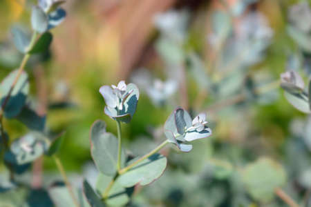 Cider gum leaves - Latin name - Eucalyptus gunnii