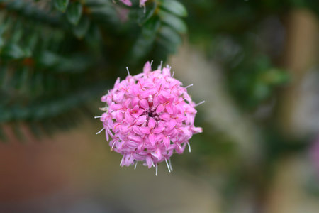 Rosy rice flower - Latin name - Pimelea ferrugineaの写真素材