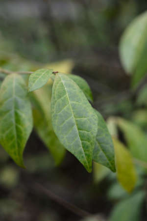 Japanese orixa leaves - Latin name - Orixa japonica
