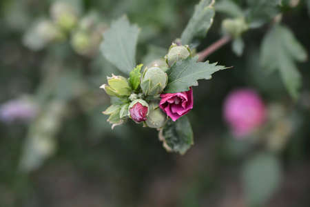 Rose Of Sharon - Latin name - Hibiscus syriacus