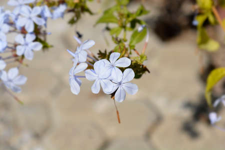 Blue plumbago flowers - Latin name - Plumbago auriculataの写真素材