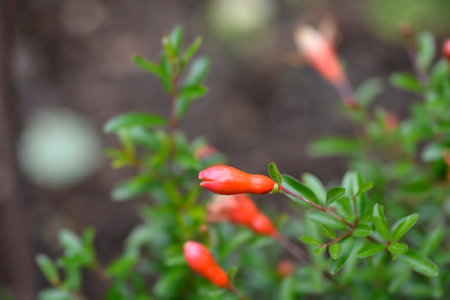 Dwarf pomegranate flower bud - Latin name - Punica granatum var. nanaの写真素材