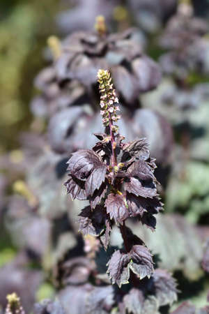 Beefsteak plant - Latin name - Perilla frutescens var. crispa