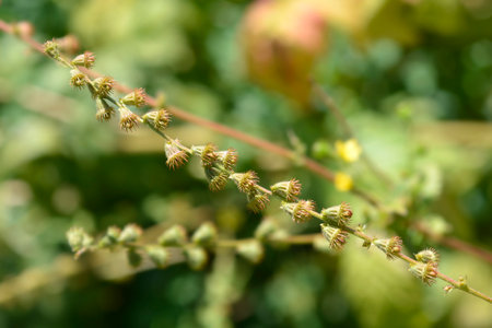 Common agrimony seeds - Latin name - Agrimonia eupatoriaの写真素材