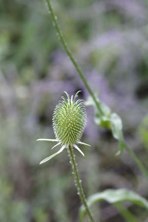 Fullers teasel - Latin name - Dipsacus sativusの写真素材