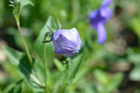 Dwarf Baloon flower bud - Latin name - Platycodon grandiflorus Nanaの写真素材