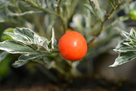 Variegated Jerusalem Cherry fruit - Latin name - Solanum pseudocapsicum Variegataの写真素材
