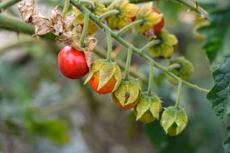 Sticky nightshade fruit - Latin name - Solanum sisymbriifoliumの写真素材