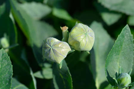 Baloon flower buds Astra Blue - Latin name - Platycodon grandiflorus Astra Blueの写真素材