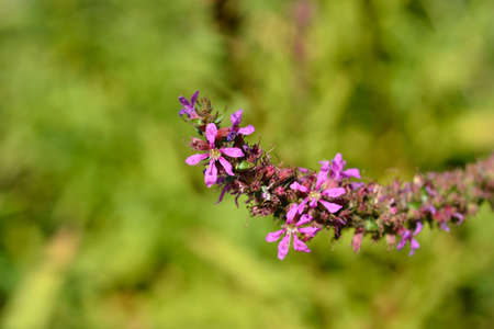 Purple loosestrife flower - Latin name - Lythrum salicaria