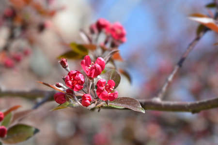 Crabapple flowers - Latin name - Malus x purpureaの写真素材