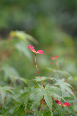 Japanese Maple seed - Latin name - Acer palmatum