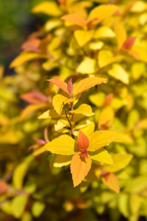 Japanese spirea Golden Princess leaves - Latin name - Spiraea japonica Golden Princessの写真素材