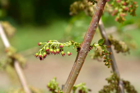 English redoul - Latin name - Coriaria myrtifoliaの写真素材