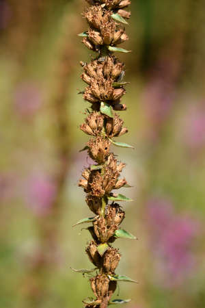 Purple loosestrife seed pods - Latin name - Lythrum salicariaの写真素材