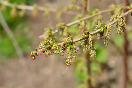 English redoul - Latin name - Coriaria myrtifolia