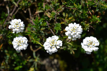 Evergreen candytuft Tahoe flowers - Latin name - Iberis sempervirens Tahoeの写真素材