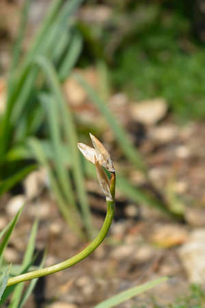 Illyrian iris flower buds - Latin name - Iris illyrica