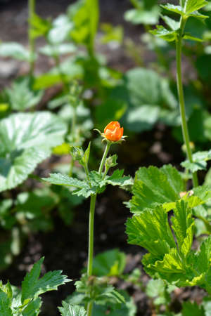 Dwarf orange avens flower bud - Latin name - Geum coccineumの写真素材