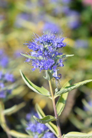 Bluebeard flowers - Latin name - Caryopteris x clandonensisの写真素材