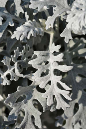 Silver ragwort - Latin name - Jacobaea maritima (Senecio cineraria)の写真素材