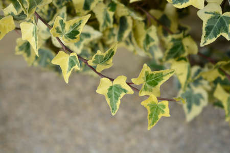 English Ivy Tricolour leaves - Latin name - Hedera helix Tricolor