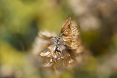 Common sage seed pods - Latin name - Salvia officinalisの写真素材
