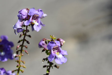Summer snapdragon Serena Blue flowers - Latin name - Angelonia angustifolia Serena Blueの写真素材