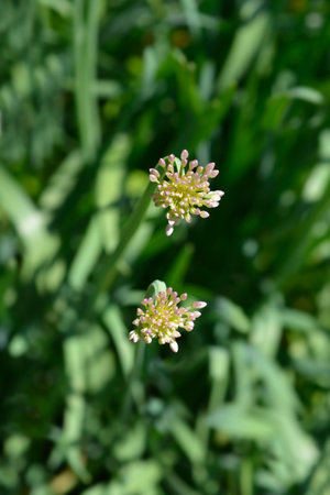 Giant onion flower buds - Latin name - Allium giganteum