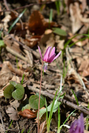 Dogs tooth violet flower - Latin name - Erythronium dens-canisの写真素材