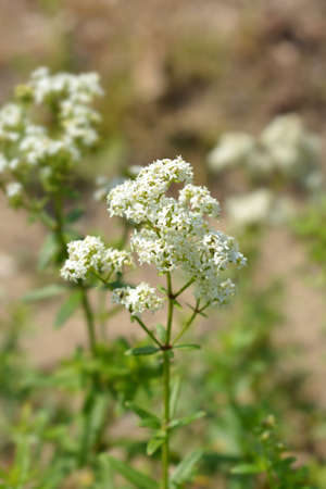 European bedstraw white flowers - Latin name - Galium rubioides