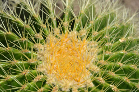 Golden barrel cactus detail - Latin name - Kroenleinia grusonii