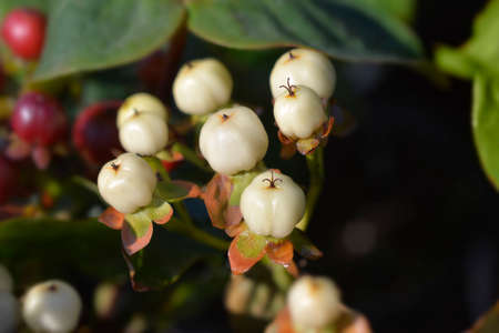 St Johns wort Miracle Mix white berries - Latin name - Hypericum Miracle Mixの写真素材