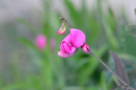 Broad leaved everlasting pea flowers - Latin name - Lathyrus latifolius