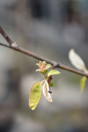 Quince branch with flower bud - Latin name - Cydonia oblongaの写真素材